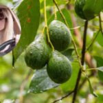 In 2007, Sandra Bullock paid $2.725 million for 91 acres near San Diego; she renovated the adobe ranch and built an organic farm with about 1,200 avocado trees before selling the property for $5.6 million