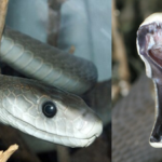 Scientists analysed black mamba scales and found they could reveal heavy metal pollution in urban South Africa﻿ |
