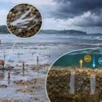Scientists buried microscopic plastic in a New Zealand harbour to test what happened when a storm hit the seabed |