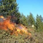 Scientists deliberately burned an Australian woodland after years without recorded fire; 20,369 seedlings revealed what survived underground |