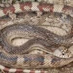 Scientists develop a DNA test for one of America’s elusive snakes; eastern pine snake can now be detected without finding the animal |