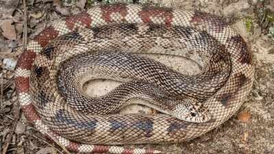 Scientists develop a DNA test for one of America’s elusive snakes; eastern pine snake can now be detected without finding the animal |