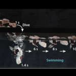 Scientists develop a tiny 98-gram hopping robot that uses snapping elastic metal rods to move faster across six terrains, climb stairs and swim through water |