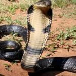 Scientists develop AI sensor that identifies cobra or viper venom with 95% accuracy in 4 minutes; how liquid crystals make it possible |