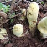 Scientists discover a giant fungus in China that grows up to 50 cm tall, weighs 2.2 kg, and traces its origins to 65 million years ago |