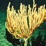 Scientists discover hidden bamboo coral forest in the South China Sea nearly 1,400 metres below the surface |