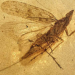 Scientists examined 13 insects trapped in 99-million-year-old amber and identified a new species whose flexible mouthpart reached nearly twice its body length, possibly letting it probe deep into tree bark for sap