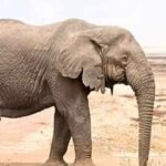 Scientists find African elephants can distinguish visual clues linked to food quantity up to 5 metres away; beyond that, smell may guide their foraging choices |