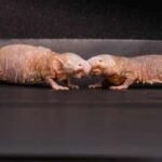 Scientists found a chemical that helps naked mole-rat queens stop other females from reproducing; removing it triggered a colony power struggle |