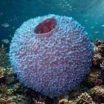 Scientists found at least 10 likely new species of bizarre branching worms inside sea sponges; one was hiding in a museum specimen collected in Japan in 1914 |