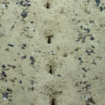 Scientists found mysterious lines of holes on the Pacific seafloor; even sediment samples failed to reveal what made them |