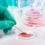 Scientists turn blood-cell precursors from an 80-year-old donor into neural stem cells with epigenetic age below 20; 100-day process reveals cellular rejuvenation could aid aging and Alzheimer's research