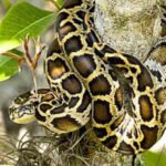 Scientists tracked 142 Burmese pythons for 20 years and found that only four expelled their implanted transmitters |