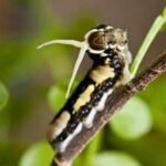 Scientists tracked a rare Florida butterfly for 35 years and found hurricanes were unexpectedly helping its population recover |