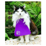 Scientists tracked cats wearing anti-hunting bibs; activity fell 15%, but roaming distances stayed unchanged﻿ |