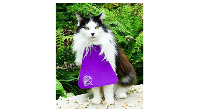 Scientists tracked cats wearing anti-hunting bibs; activity fell 15%, but roaming distances stayed unchanged﻿ |