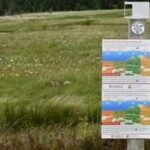 South Wales rewetted damaged peatlands; monitoring recorded expanding water-vole signs alongside recovering bog plants and wildlife |