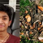 Teenager tests cow, chicken, fish and bat manure and finds that cow fertiliser holds the richest mix of antibiotic-resistant bacteria﻿ |