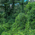 Texas is offering landowners up to $7,000 to remove invasive plants that are quietly choking out native species |