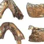 Researchers described 18 previously unpublished hominin fossils from South Africa, including an adult Homo erectus dated to 2 million years ago, 200,000 years older than other known adult fossils