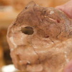 A Neanderthal survived a severe facial injury for at least a year before dying 75,000 years ago; a 15mm shoulder-blade hole may be the earliest evidence of lethal violence with a wooden spear