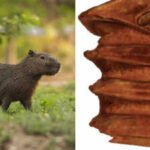 Scientists found a 9-million-year-old capybara relative's tooth in Chile's Atacama Desert, one of Earth's driest places; the water-loving animal adds evidence that the region once supported wetlands and a much wetter climate