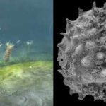 A new Oxford-led study suggests animal life may have begun 700 to 800 million years ago, up to 200 million years earlier than the clearest fossil record and possibly before Snowball Earth