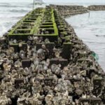 In 2015, New Jersey began installing 40 oyster reefs along about 800 metres of Gandy's Beach; the structures later supported more than 800 live oysters per square metre and cut storm-wave height by up to 51%