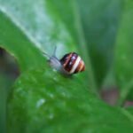 In 1955, Hawaii introduced the rosy wolfsnail to control giant African snails; it instead devastated native tree snails, and 69 years later a species extinct in the wild since 1991 was reintroduced
