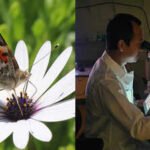 UC San Diego biologists identified the genetic switch that gave butterflies an extra light-detecting cell in their eyes, expanding their colour vision beyond imagination