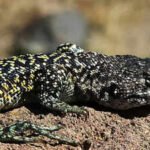 Scientists found a new lizard species above 15,750 feet in Peru's Andes; the 6-to-8cm animal uses white scales and patterned markings to blend into one of South America's harshest high-altitude landscapes