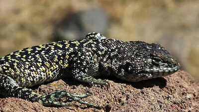 Scientists found a new lizard species above 15,750 feet in Peru's Andes; the 6-to-8cm animal uses white scales and patterned markings to blend into one of South America's harshest high-altitude landscapes