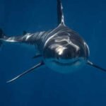 Wild blacktip sharks can hear sounds from nearly 250 feet away and pinpoint where they come from; Florida experiments reveal how the predators locate sound underwater