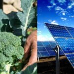 Researchers placed magenta solar panels above broccoli and found the plants used sunlight 4.5 times more efficiently while reaching similar final size and yield, although they needed 25 extra days to mature