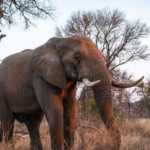 This African park was once called a “silent graveyard” after war wiped out its wildlife; 37 rhinos have returned and produced seven calves |