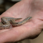 Three rare snake species bred at Prague Zoo for the first time; two groups of young descend from animals seized from smugglers﻿ | World News