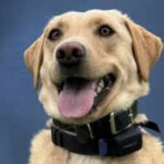 A three-year-old police Labrador whose arrival and training were funded by a $25,000 donation found a missing 70-year-old hiker in Hawaii Volcanoes National Park; it was her second successful rescue in just two months
