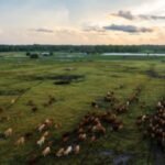 A Florida family kept a 498-acre cattle operation for generations as development spread around it; the ranch is now permanently protected through a $7.48 million conservation easement | World News