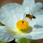 US biologists searching the Mojave Desert found six previously unknown Mojave poppy bee population groups; the new evidence helped determine the tiny specialist bee does not need endangered-species listing