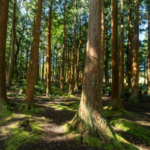 US lost nearly 10 million acres of forests to development and cropland between 1990 and 2017, with 11 states accounting for 70% of the loss﻿ |