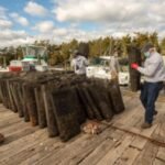 When restaurants closed in 2020, US oyster farmers were left with millions of unsold shellfish; six years later, a rescue programme has bought over 7 million oysters for 35 reef sites and helped protect more than 1,000 aquaculture and related jobs