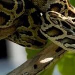 US scientists are testing drones to find hidden Burmese pythons across the Everglades; airborne radio-tracking could make surveys faster and safer |