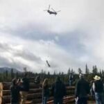 Washington flew 6,000 logs by helicopter into 24 miles of remote streams to rebuild salmon spawning grounds and help creeks hold water