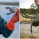 Washington captures record 2.16 million invasive green crabs in 2025-26; first detected in 2016, the species threatens marine life despite $8 million in funding, with no populations eradicated