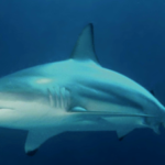 Wild blacktip sharks can hear sounds from nearly 250 feet away and pinpoint where they come from; Florida experiments reveal how the predators locate sound underwater