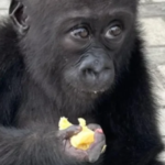 Wildlife traffickers may have killed her family to capture her; rescued baby gorilla Bili begins a second life in Congo