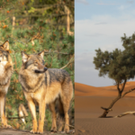 Wolves and foxes may be helping plants spread across the Sahara Desert; scientists found seeds from eight species in their droppings |