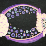 Your gut bacteria may reveal how quickly your brain is ageing; UCLA researchers found specific microbes and chemical byproducts linked to older-looking brains, poorer memory, focus and mood